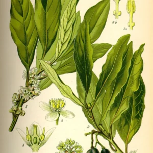 Hydrolat de Laurier noble