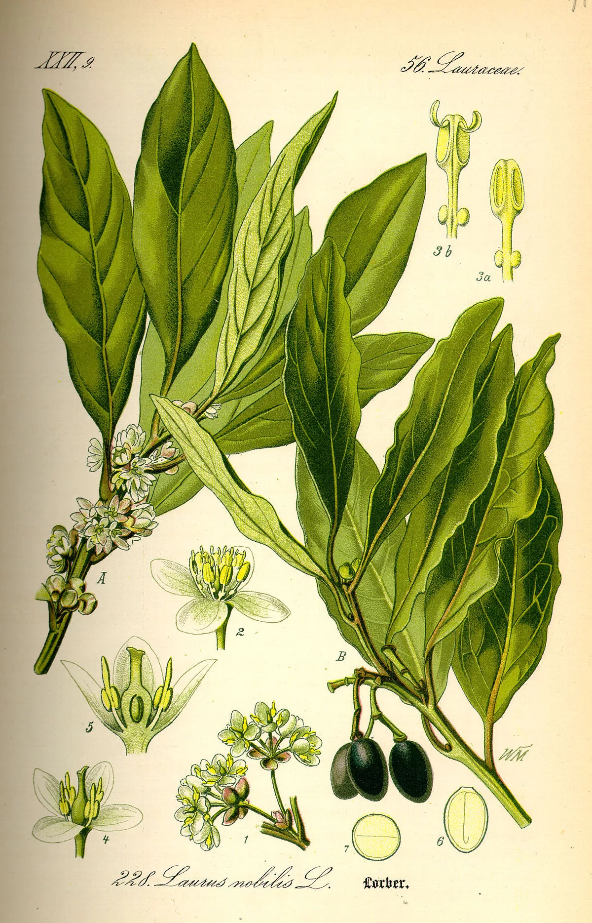 Hydrolat de Laurier noble