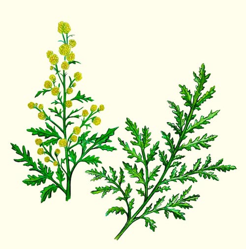 Hydrolat d'Artemisia annua