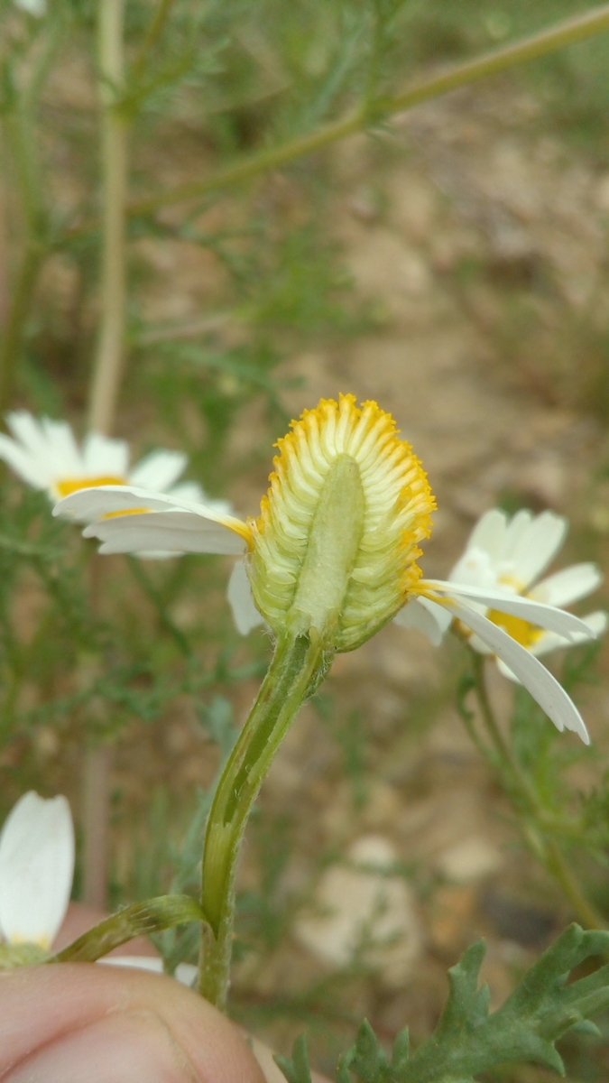 Hydrolat de Camomille Romaine – Image 4