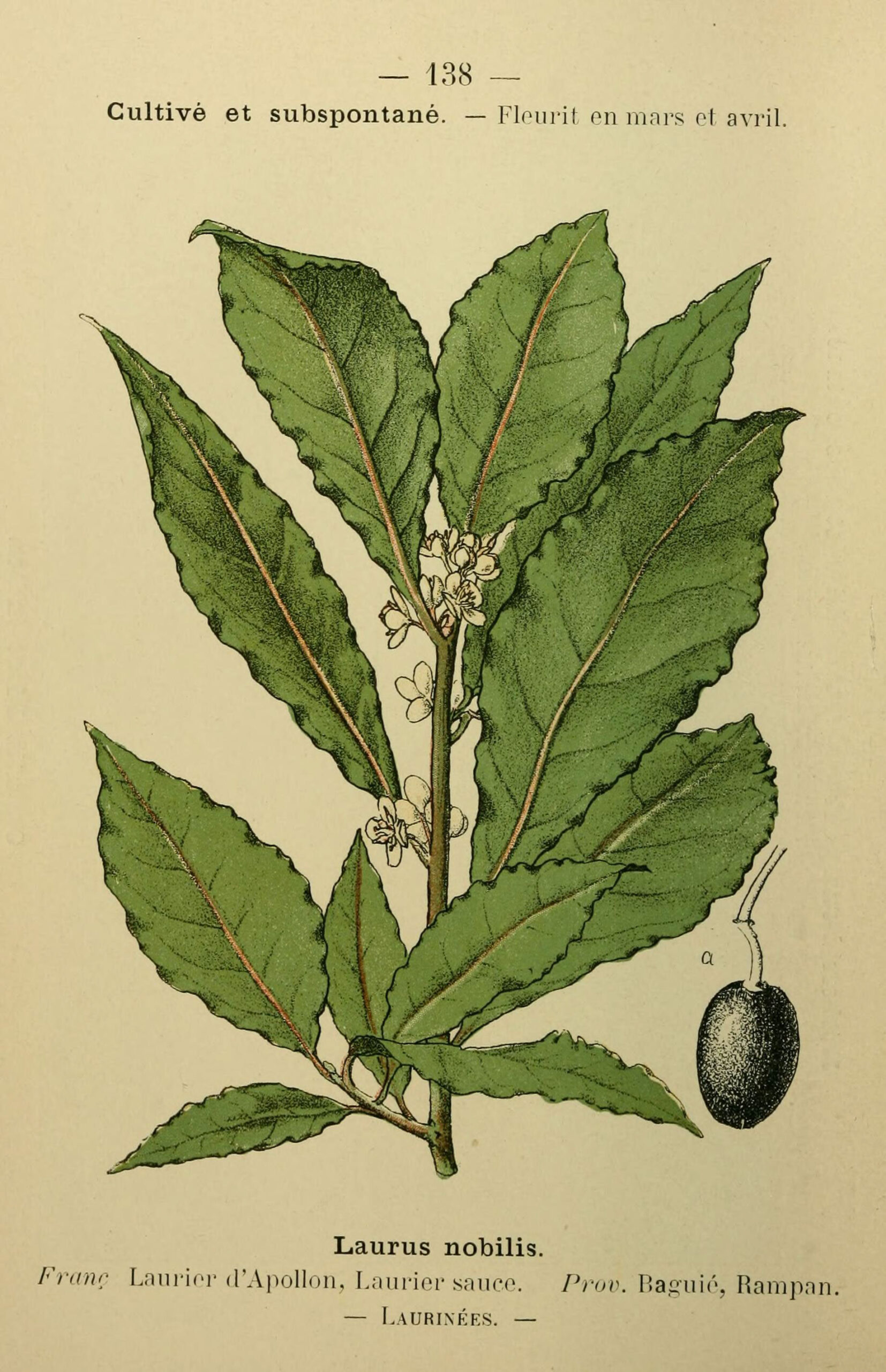 Hydrolat de Laurier noble – Image 2